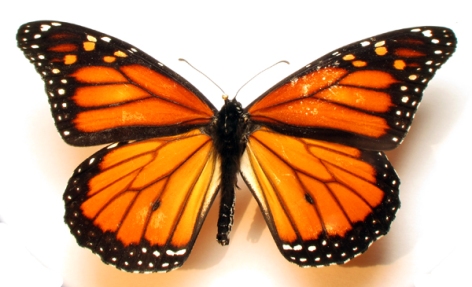 Monarch pinned